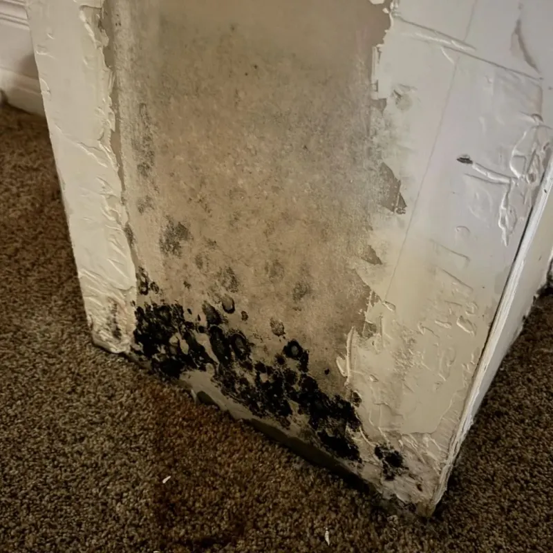 Professional Mold Removal in Socorro Mission Number 1 Colonia, TX